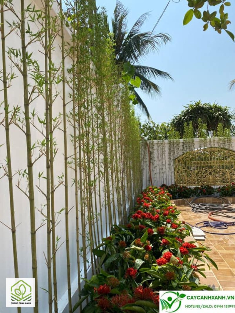 Cây trồng hàng rào che chắn - Che tầm nhìn từ nhà đối diện