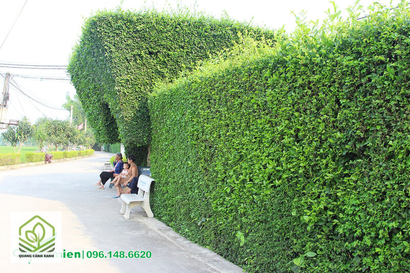 Cây trồng hàng rào che chắn - Yêu cầu khắt khe nhất: rậm kín từ gốc lên