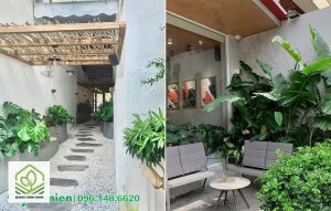 cay trong quan cafe 1