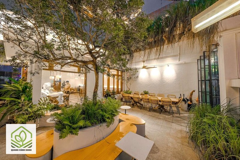 Cây trồng quán cafe - Vùng trong nhà, máy lạnh và thiếu sáng Cây trồng quán cafe - Vùng trong nhà, máy lạnh và thiếu sáng