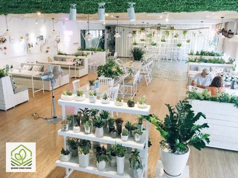 Cây trồng quán cafe - Vùng ngoài trời nắng gắt Cây trồng quán cafe - Vùng ngoài trời nắng gắt