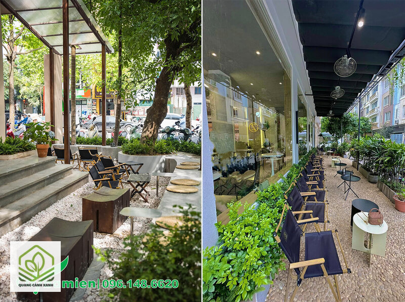Cây trồng quán cafe - Chịu được khách chạm và dễ mua lại đúng loại Cây trồng quán cafe - Chịu được khách chạm và dễ mua lại đúng loại