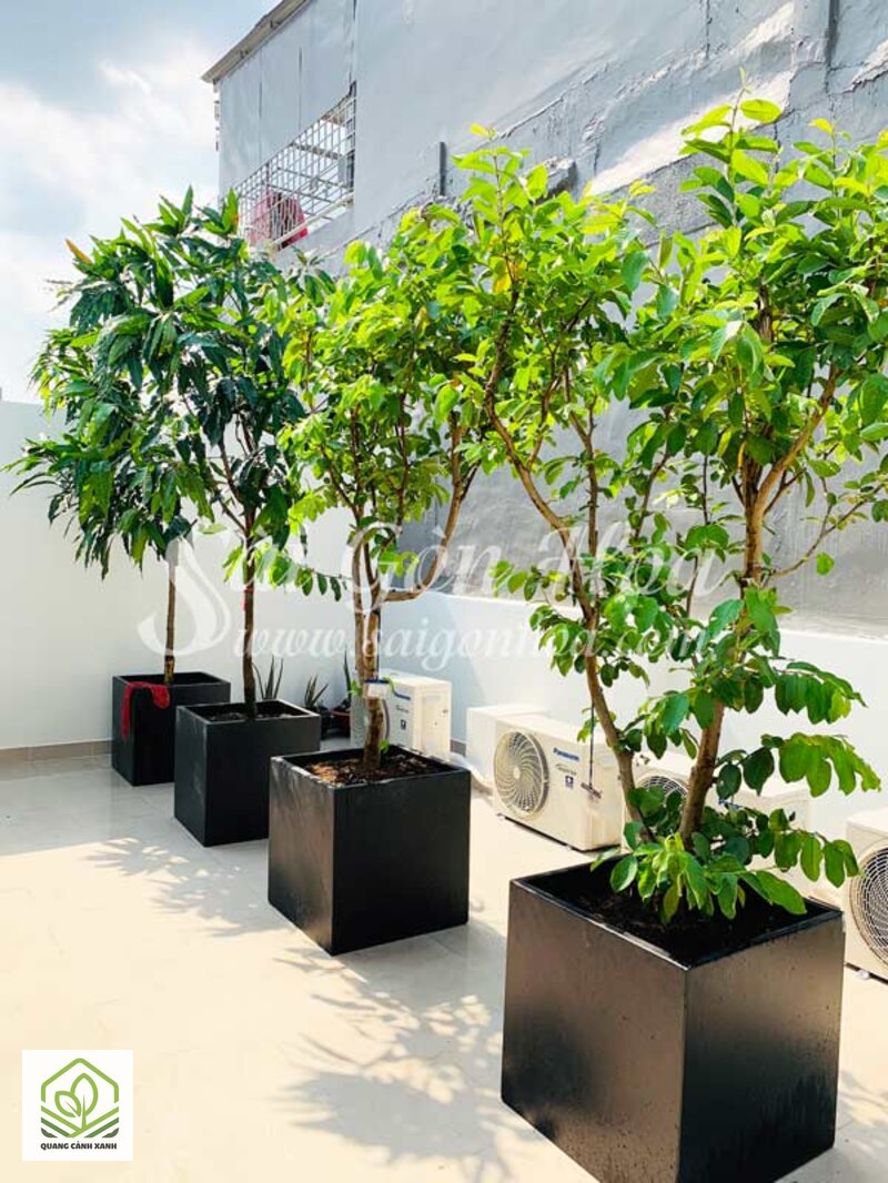 Cây trồng sân thượng chịu nắng gắt - Nắng trực tiếp cả ngày, không có bóng nào