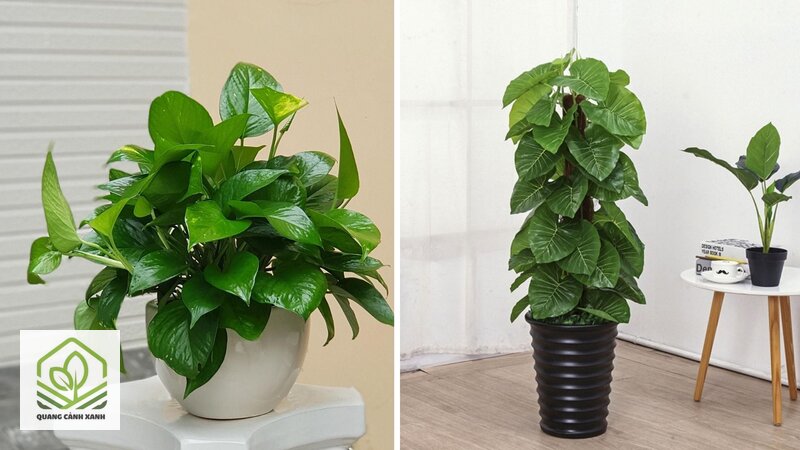 Cây trồng trong toilet chịu ẩm - Toilet có cửa sổ hoặc ô thoáng: có cơ hội thật