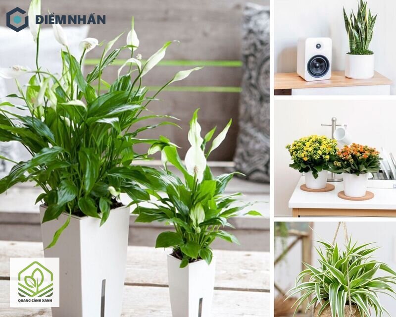 Cây trồng trong toilet chịu ẩm - Bốn đặc điểm khác của toilet ít người tính tới