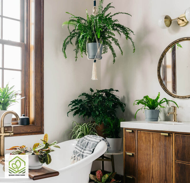 Cây trồng trong toilet chịu ẩm - Bảng cây gợi ý cho toilet có ánh sáng tự nhiên