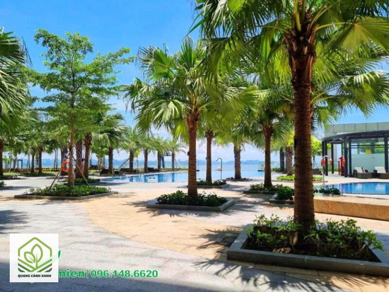 Cây trồng ven hồ bơi - Nắng phản chiếu làm chỗ này nóng hơn chỗ khác Cây trồng ven hồ bơi - Nắng phản chiếu làm chỗ này nóng hơn chỗ khác