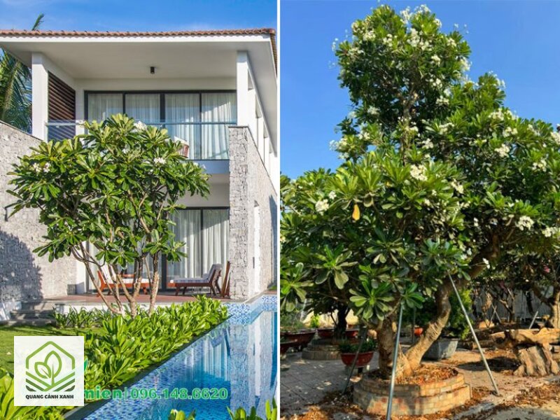 Cây trồng ven hồ bơi - Bảng cây trồng ven hồ bơi thường gặp và cách đọc bảng Cây trồng ven hồ bơi - Bảng cây trồng ven hồ bơi thường gặp và cách đọc bảng