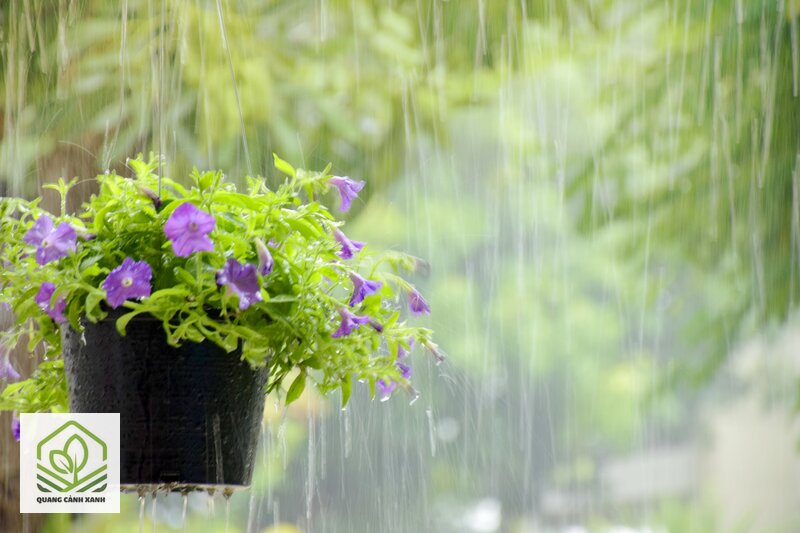 Chăm sóc cây cảnh mùa mưa - Mưa rửa trôi dinh dưỡng trong chậu Chăm sóc cây cảnh mùa mưa - Mưa rửa trôi dinh dưỡng trong chậu
