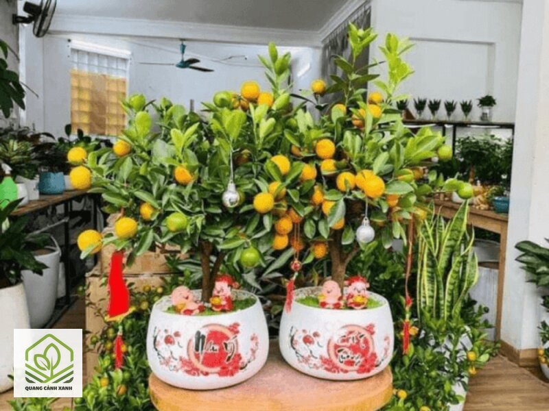 Chăm sóc cây quất cảnh chơi Tết - Tán, quả và lá Chăm sóc cây quất cảnh chơi Tết - Tán, quả và lá
