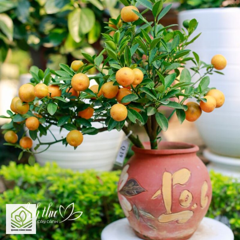 Chăm sóc cây quất cảnh chơi Tết - Vận chuyển và đặt cây trong nhà Chăm sóc cây quất cảnh chơi Tết - Vận chuyển và đặt cây trong nhà