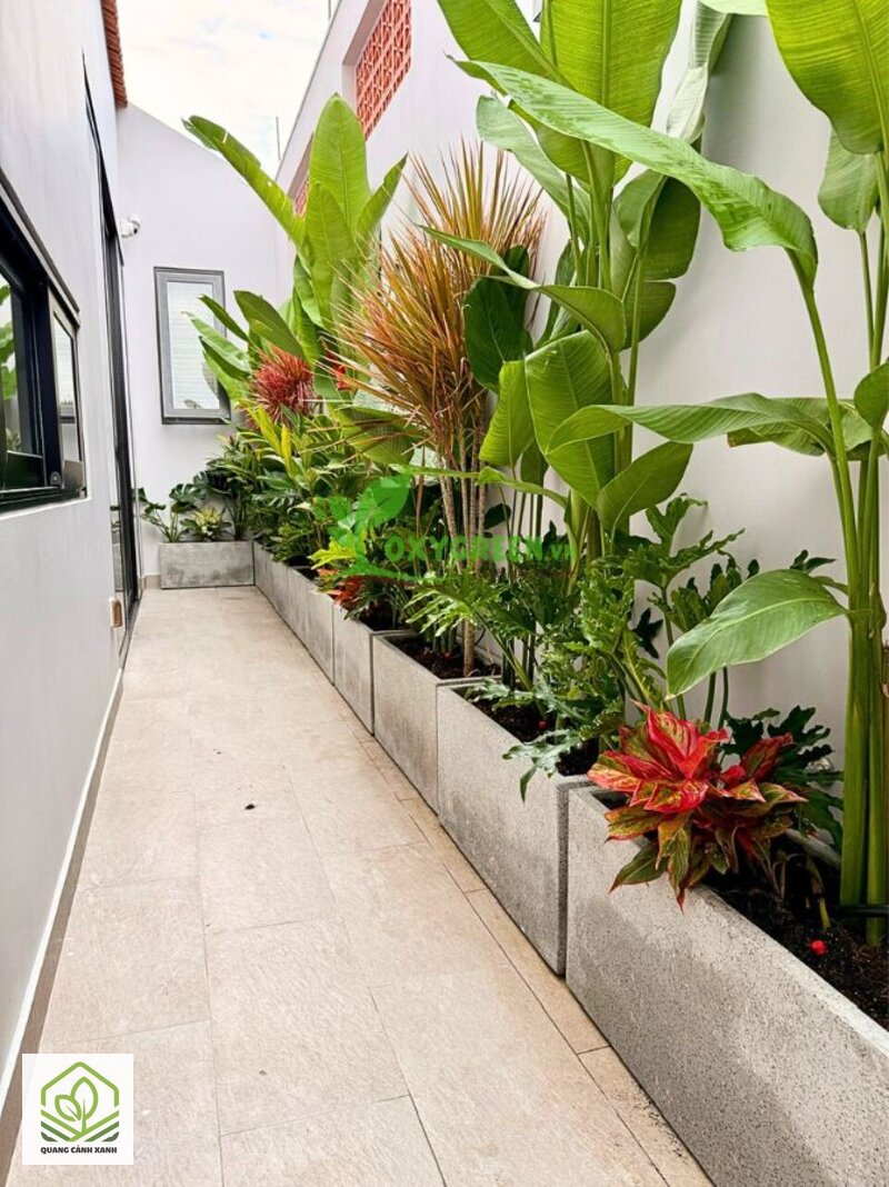 Chậu xi măng trồng cây ngoài trời - Chậu mới phải ngâm xả nước nhiều lần
