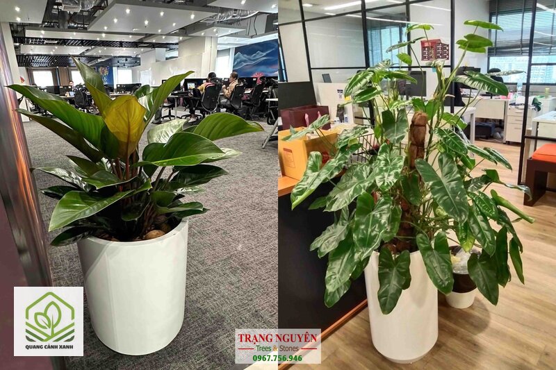 Cho thuê cây cảnh văn phòng TPHCM - Cái được mua là việc chuyển rủi ro, không phải tiết kiệm tiền Cho thuê cây cảnh văn phòng TPHCM - Cái được mua là việc chuyển rủi ro, không phải tiết kiệm tiền