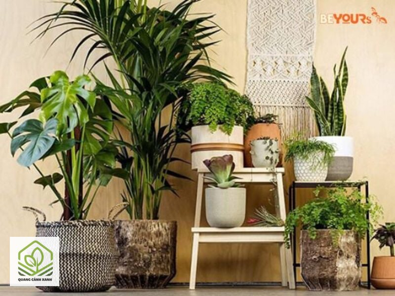 Chọn chậu cho cây trong nhà - Đo bầu rễ trước khi đi mua