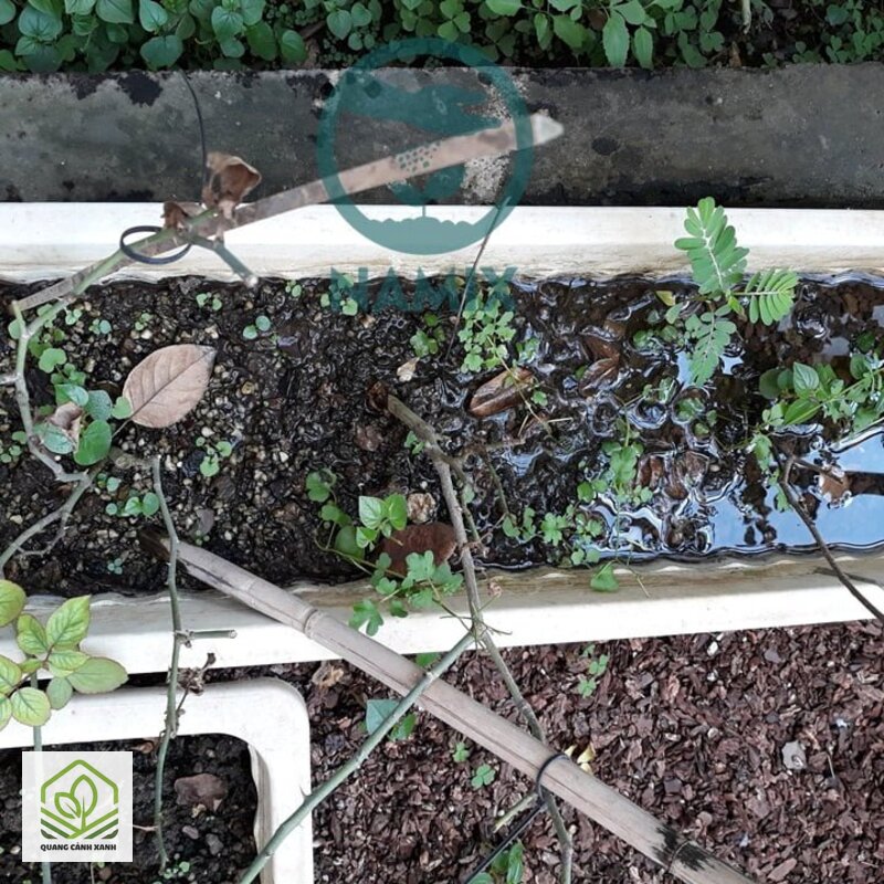 Chống úng cho cây trồng chậu mùa mưa - Rễ hô hấp bằng oxy trong khe khí của đất Chống úng cho cây trồng chậu mùa mưa - Rễ hô hấp bằng oxy trong khe khí của đất