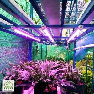 den led trong cay trong nha 1