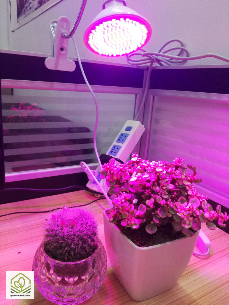 Đèn LED trồng cây trong nhà - Tự kiểm tra độ sáng chỗ đặt bằng bóng nắng Đèn LED trồng cây trong nhà - Tự kiểm tra độ sáng chỗ đặt bằng bóng nắng