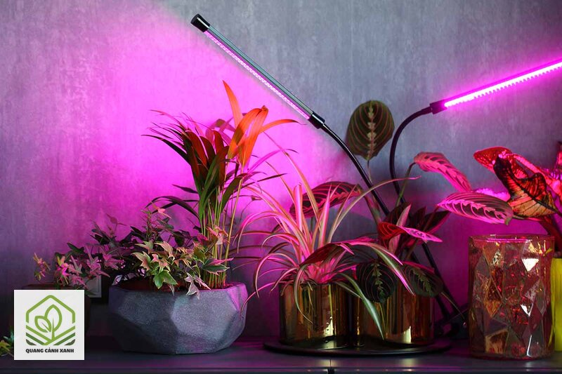 Đèn LED trồng cây trong nhà - Chọn phổ thế nào cho đèn LED trồng cây trong nhà Đèn LED trồng cây trong nhà - Chọn phổ thế nào cho đèn LED trồng cây trong nhà