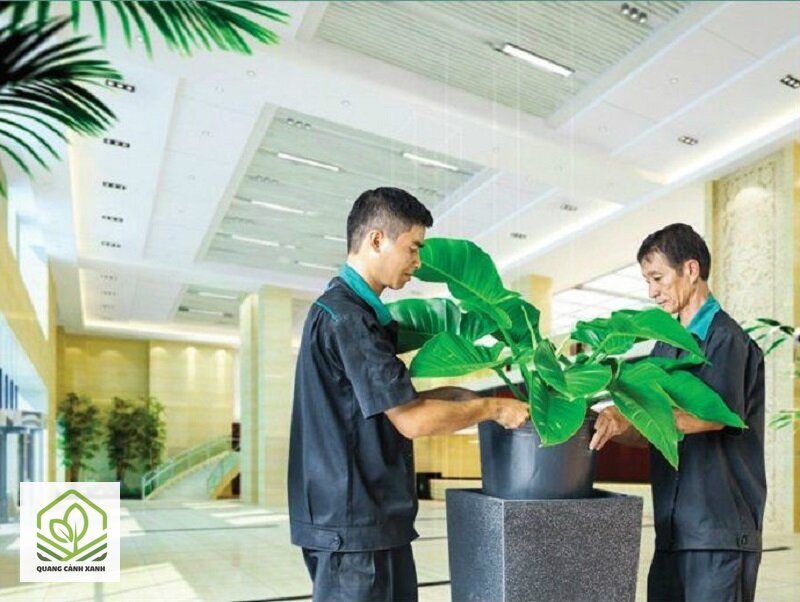 Dịch vụ chăm sóc cây xanh văn phòng - Khi nào chăm là lựa chọn đúng Dịch vụ chăm sóc cây xanh văn phòng - Khi nào chăm là lựa chọn đúng