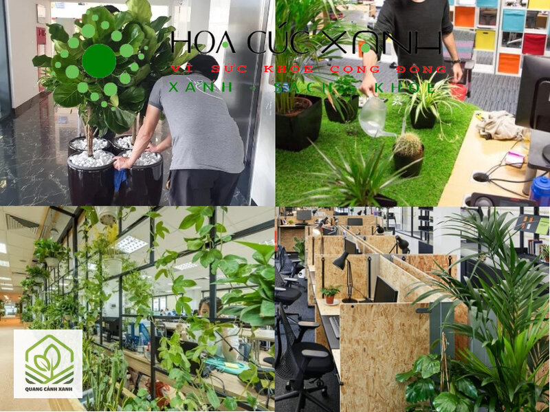 Dịch vụ chăm sóc cây xanh văn phòng - Việc làm theo chu kỳ dài hơn Dịch vụ chăm sóc cây xanh văn phòng - Việc làm theo chu kỳ dài hơn