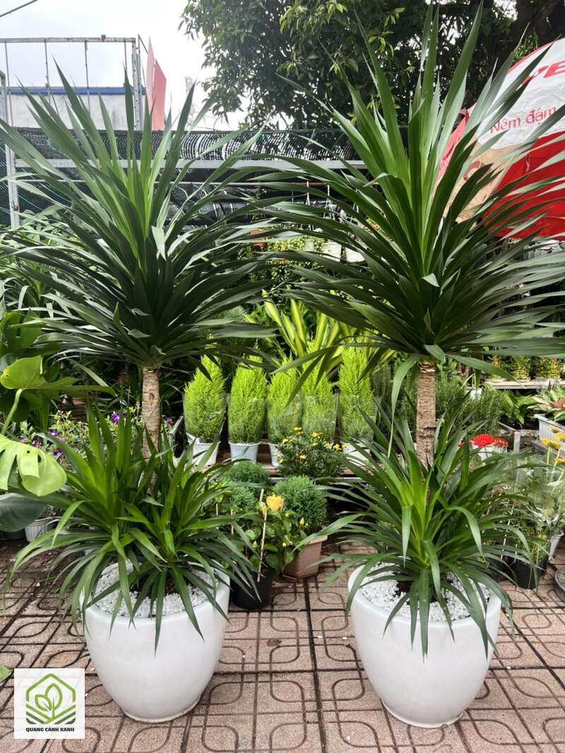 Giá thuê cây cảnh theo tháng - Khoảng giá tương đối theo nhóm kích cỡ Giá thuê cây cảnh theo tháng - Khoảng giá tương đối theo nhóm kích cỡ