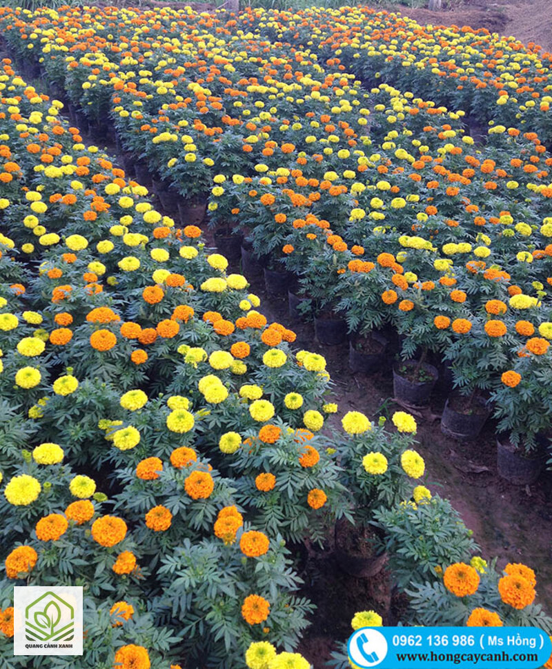 Gieo hoa Tết bắt đầu từ tháng mấy - Gieo hoa Tết bắt đầu từ tháng mấy: tính ngược từ ngày Tết chứ không lấy một tháng cố định Gieo hoa Tết bắt đầu từ tháng mấy - Gieo hoa Tết bắt đầu từ tháng mấy: tính ngược từ ngày Tết chứ không lấy một tháng cố định