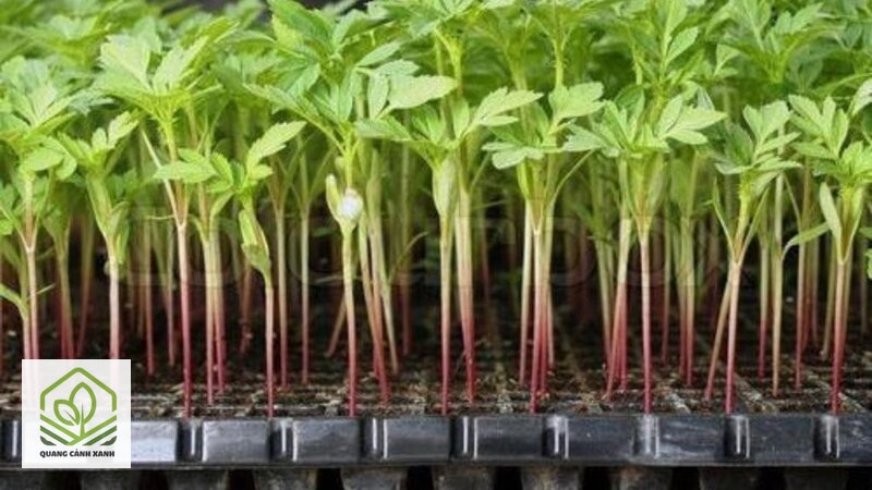 Gieo hoa Tết bắt đầu từ tháng mấy - Nhóm phải khởi động sớm Gieo hoa Tết bắt đầu từ tháng mấy - Nhóm phải khởi động sớm