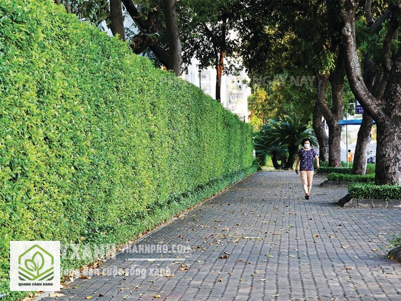 Hàng rào cây xanh - Che tầm nhìn: phải rậm kín từ gốc lên Hàng rào cây xanh - Che tầm nhìn: phải rậm kín từ gốc lên