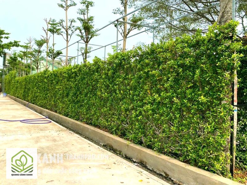 Hàng rào cây xanh - Ranh giới thẩm mỹ: cần đường nét gọn Hàng rào cây xanh - Ranh giới thẩm mỹ: cần đường nét gọn