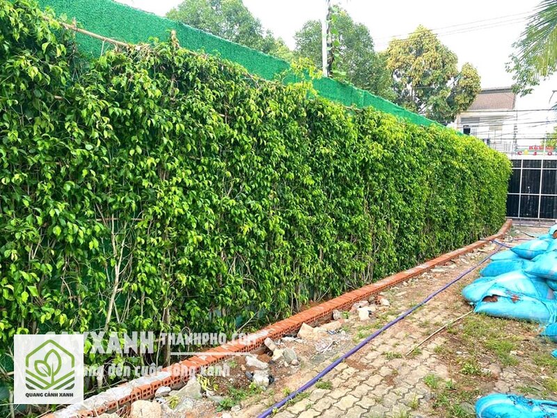 Hàng rào cây xanh - Bảng cây thường dùng làm hàng rào và điều phải biết trước khi trồng Hàng rào cây xanh - Bảng cây thường dùng làm hàng rào và điều phải biết trước khi trồng
