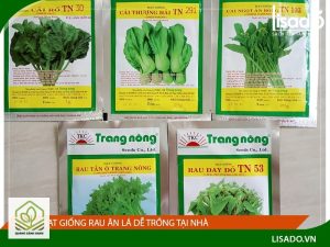 hat giong rau de trong tai nha 1