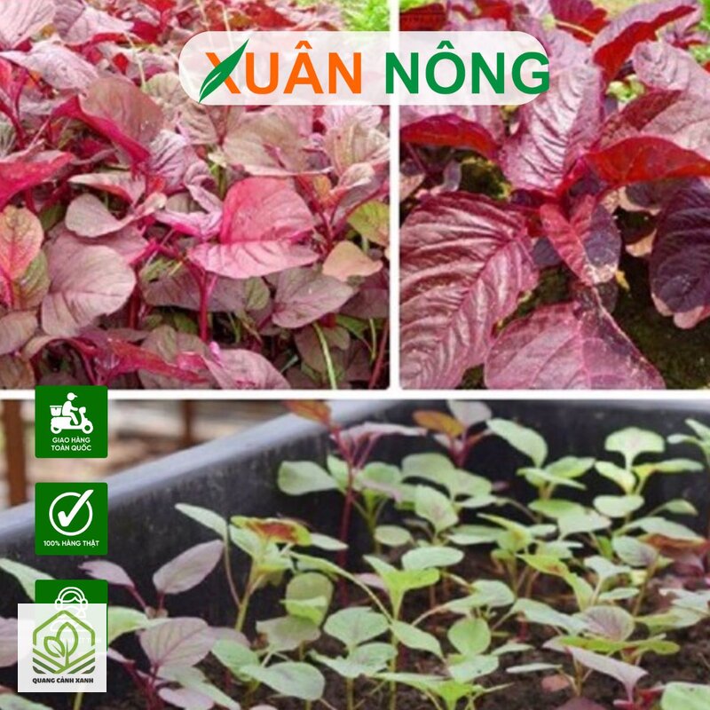 Hạt giống rau dễ trồng tại nhà - Nhóm hạt giống rau dễ trồng tại nhà theo mức nắng và thời gian tới lúc thu Hạt giống rau dễ trồng tại nhà - Nhóm hạt giống rau dễ trồng tại nhà theo mức nắng và thời gian tới lúc thu