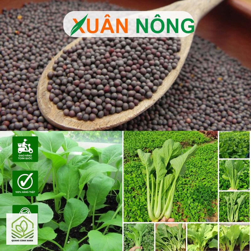 Hạt giống rau dễ trồng tại nhà - Hạt lai và hạt thường Hạt giống rau dễ trồng tại nhà - Hạt lai và hạt thường