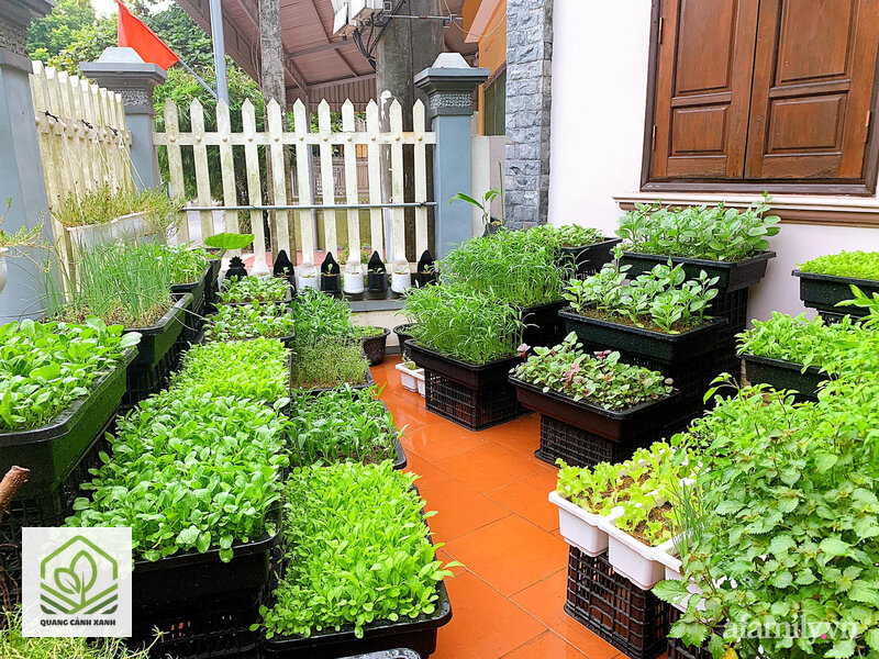 Làm vườn rau sạch tại nhà - Làm vườn rau sạch tại nhà cần bao nhiêu giờ nắng mỗi ngày Làm vườn rau sạch tại nhà - Làm vườn rau sạch tại nhà cần bao nhiêu giờ nắng mỗi ngày