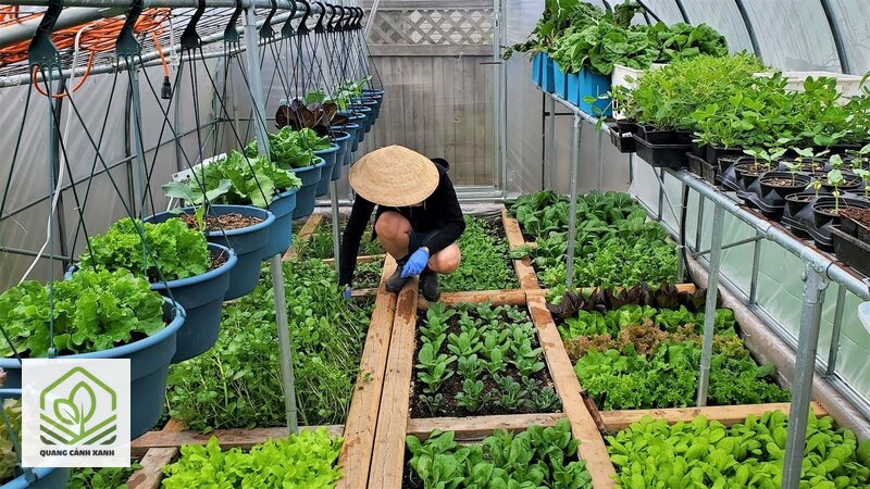 Làm vườn rau sạch tại nhà - Ban công hướng nào thì trồng được gì Làm vườn rau sạch tại nhà - Ban công hướng nào thì trồng được gì