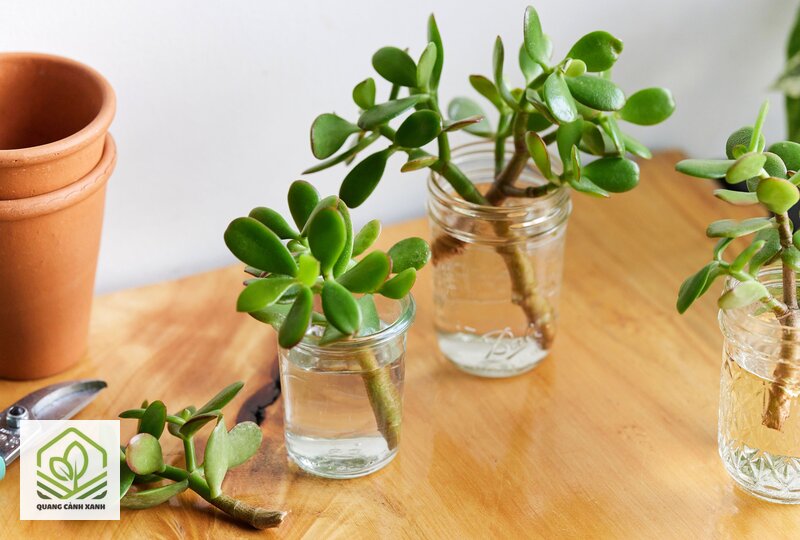 Nhân giống cây bằng giâm cành - Nhân giống cây bằng giâm cành: giữ cành sống đủ lâu để ra rễ