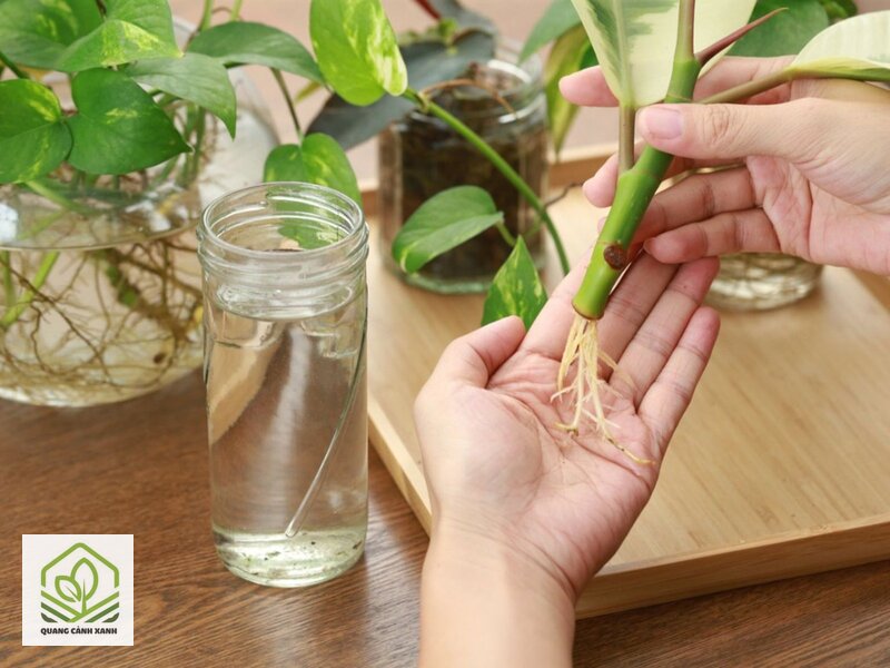 Nhân giống cây bằng giâm cành - Nhân giống cây bằng giâm cành trong nước và trong giá thể