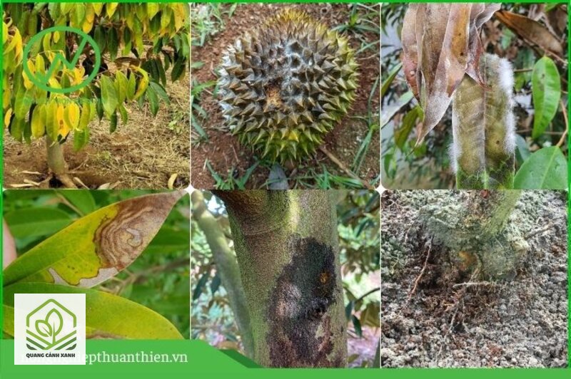 Phòng nấm bệnh cho cây mùa mưa - Bào tử nấm cần ẩm và nhiệt để nảy mầm Phòng nấm bệnh cho cây mùa mưa - Bào tử nấm cần ẩm và nhiệt để nảy mầm