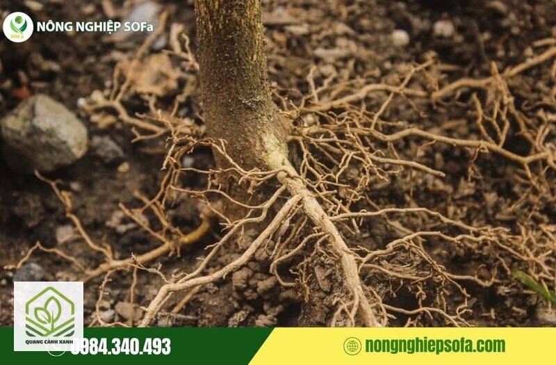 Phòng nấm bệnh cho cây mùa mưa - Nhận diện nấm bệnh trên cây theo biểu hiện Phòng nấm bệnh cho cây mùa mưa - Nhận diện nấm bệnh trên cây theo biểu hiện