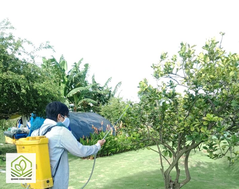 Phòng nấm bệnh cho cây mùa mưa - Bốn nhóm biểu hiện dễ gặp nhất Phòng nấm bệnh cho cây mùa mưa - Bốn nhóm biểu hiện dễ gặp nhất