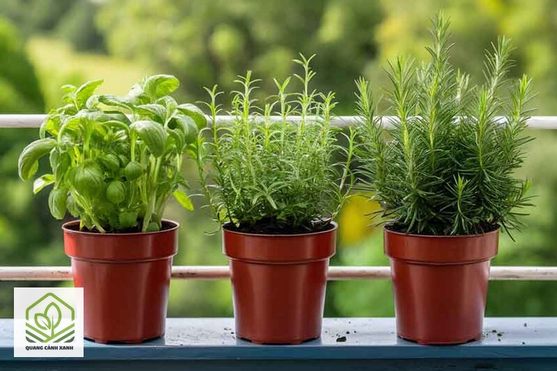 Thiết kế vườn thảo mộc tại nhà - Hai nhóm thảo mộc quen dùng và chế độ chăm trái ngược nhau Thiết kế vườn thảo mộc tại nhà - Hai nhóm thảo mộc quen dùng và chế độ chăm trái ngược nhau