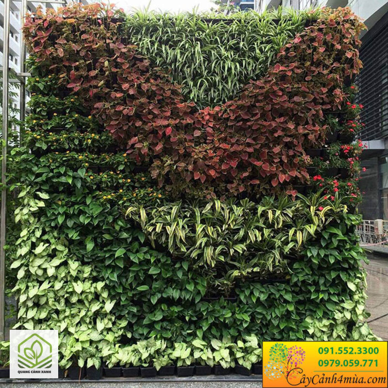 Tường cây xanh đứng - Bốn nguyên nhân tường cây xanh đứng thất bại